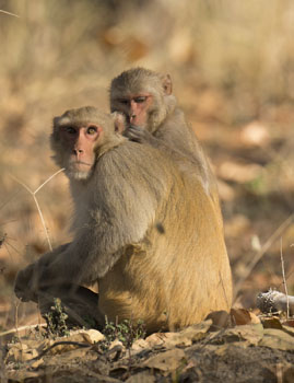 rhesus
